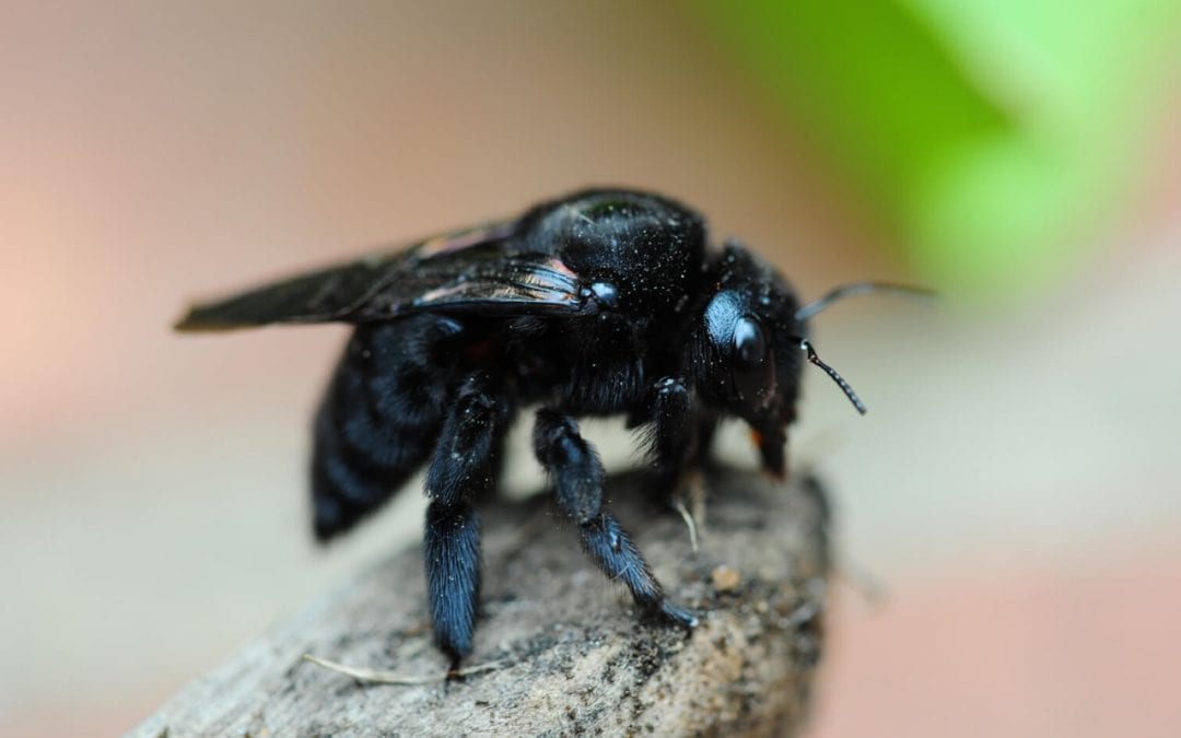 wood-destroying insects include carpenter bees