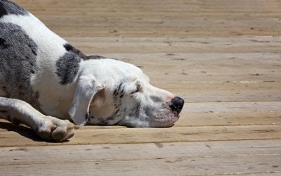 5 Ways to Make Your Deck Safe for Children and Pets