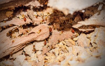 6 Signs of Termites on Your Property