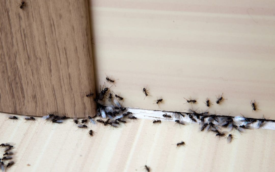 get rid of ants